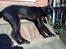 Blanding af racer Odin R.I.P d 7 nov 2013