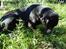 Blanding af racer Odin R.I.P d 7 nov 2013