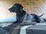 Blanding af racer Odin R.I.P d 7 nov 2013