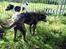 Blanding af racer Odin R.I.P d 7 nov 2013