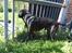 Blanding af racer Odin R.I.P d 7 nov 2013