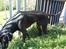 Blanding af racer Odin R.I.P d 7 nov 2013