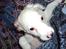 Blanding af racer Nicki *RIP* - Lille skat <3