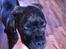 Blanding af racer Old english bulldog ~ Ozzy<3
