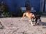 Blanding af racer Old english bulldog ~ Ozzy<3