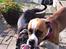 Blanding af racer Old english bulldog ~ Ozzy<3