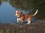 Cavalier king charles spaniel Bazil - 14 uger