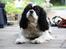 Cavalier king charles spaniel Bergkamp - Himmelhund