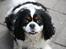 Cavalier king charles spaniel Bergkamp - Himmelhund