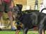 Dvaergpinscher Rødkildes Ferba