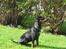 Dvaergpinscher Rødkildes Ferba