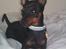 Dvaergpinscher Rødkildes Ferba