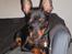 Dvaergpinscher Rødkildes Ferba