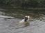 Engelsk springer spaniel - Messi.