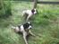 Engelsk springer spaniel - Messi.
