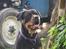 Blanding af racer Hunden ( rotte/cc )
