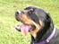 Blanding af racer Hunden ( rotte/cc )