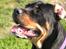 Blanding af racer Hunden ( rotte/cc )