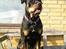 Blanding af racer Hunden ( rotte/cc )