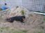 Blanding af racer Hunden ( rotte/cc )