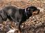 Blanding af racer Hunden ( rotte/cc )