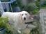 Golden retriever StrawGolden Beatyful Daimi(Luna) - Jeg prøver at gemme mig :D