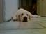 Golden retriever StrawGolden Beatyful Daimi(Luna) - Trætte Luna