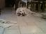Golden retriever StrawGolden Beatyful Daimi(Luna) - elsker at bruge bamser som pude :D