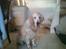Golden retriever StrawGolden Beatyful Daimi(Luna) - Broget golden XD