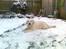 Golden retriever StrawGolden Beatyful Daimi(Luna) - Møffe elsker bare sne .)