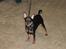 Dvaergpinscher Nikoline * R.I.P *