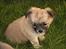Chihuahua Gucci/Lutter - Min lille Prinsesse <3 
- 6 uger !