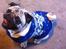 Mops Ozzy