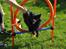 Blanding af racer Lucky  - agility 1. oktober 2011  :)