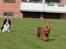 Cavalier king charles spaniel Atti's picture perfect