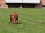 Cavalier king charles spaniel Atti's picture perfect