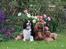 Cavalier king charles spaniel Atti's picture perfect