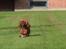 Cavalier king charles spaniel Atti's picture perfect