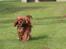 Cavalier king charles spaniel Atti's picture perfect