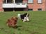 Cavalier king charles spaniel Atti's picture perfect
