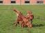 Cavalier king charles spaniel Atti's picture perfect