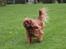 Cavalier king charles spaniel Atti's picture perfect