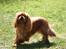 Cavalier king charles spaniel Atti's picture perfect