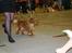 Cavalier king charles spaniel Atti's picture perfect