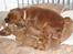 Cavalier king charles spaniel Atti's picture perfect