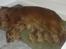 Cavalier king charles spaniel Atti's picture perfect