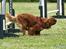 Cavalier king charles spaniel Atti's picture perfect