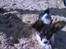 Papillon axa's sisserone (sisse mus) R.I.P. 