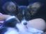 Papillon axa's sisserone (sisse mus) R.I.P. 