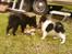 Papillon axa's sisserone (sisse mus) R.I.P. 